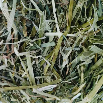 Sieczka z lucerny
